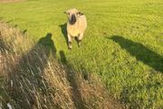 Hampshire ram and zwarble ram