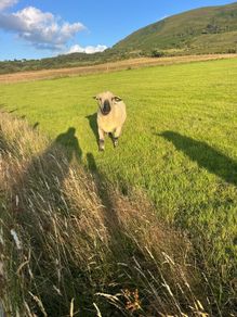 Hampshire ram and zwarble ram