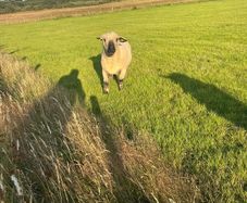 Hampshire ram and zwarble ram