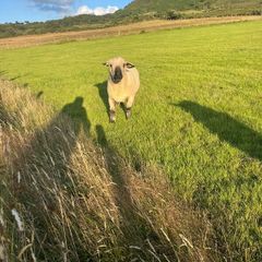 Hampshire ram and zwarble ram