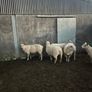 tuam mart 20th October dispersal sale Image 5
