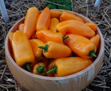 Mini Sweet Pepper Seeds / Sweet Pointed Pepper Seeds