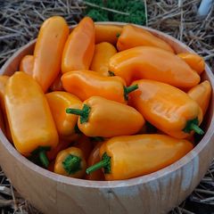 Mini Sweet Pepper Seeds