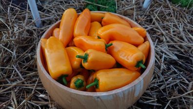 Mini Sweet Pepper Seeds