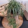 Large Spider Plant Image 2