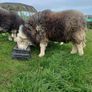 Herwick ram and 4 ewes for sale Image 5