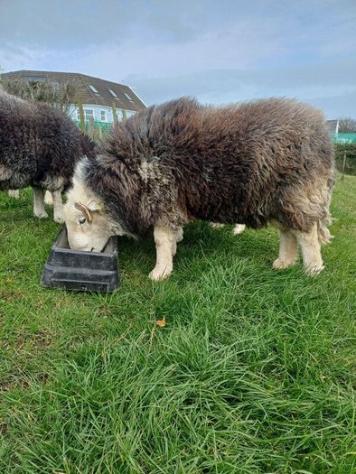 Herwick ram and 4 ewes for sale