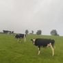 Incalf friesan heifers Image 8