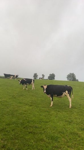 Incalf friesan heifers