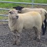 Ewe Hoggets for sale Image 8