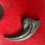 1:1 Full Scale Allosaurus fragilis Skull & Matching Claw Replica (Museum Quality) Image 2