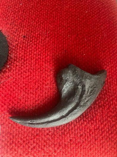 1:1 Full Scale Allosaurus fragilis Skull & Matching Claw Replica (Museum Quality)