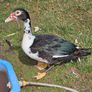 Muscovy drakes Image 8