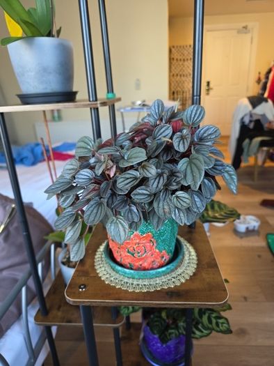 plants