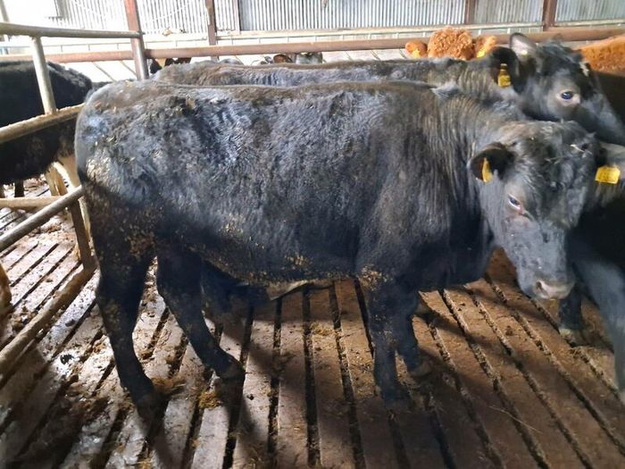Aa bullocks
