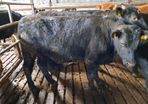 Aa bullocks