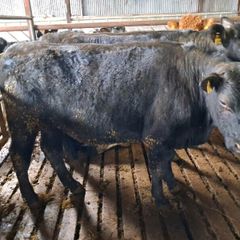 Aa bullocks