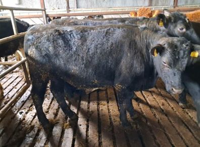 Aa bullocks
