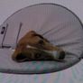Soft Cone Image 3