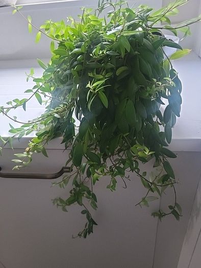 Aeschynanthus Hybrid