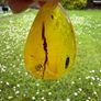 baltic amber necklase Image 9