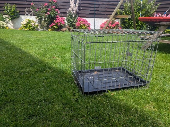 Two ducks + cage for free