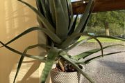 Aloe Vera Plant