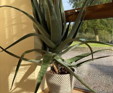 Aloe Vera Plant