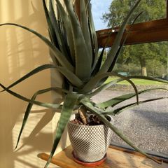 Aloe Vera Plant