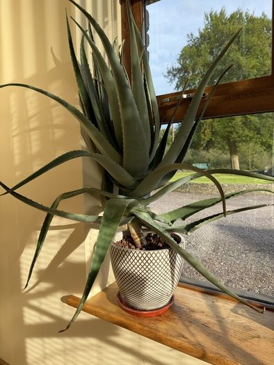 Aloe Vera Plant