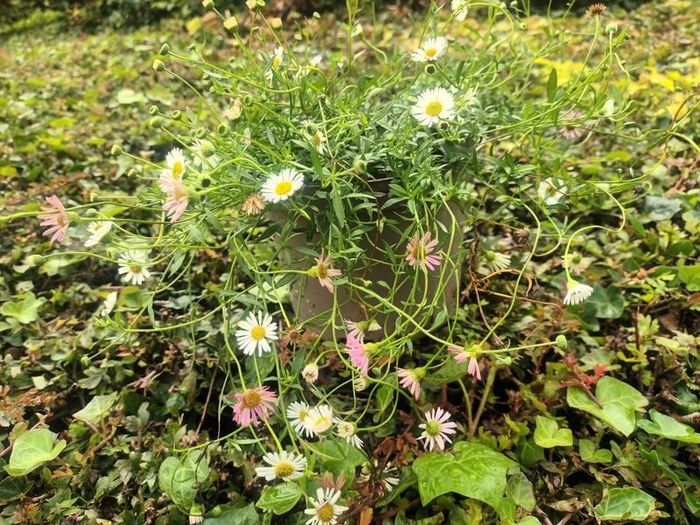 Mexican Daisy - Fleabane - Profusion