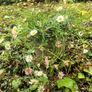 Mexican Daisy - Fleabane - Profusion Image 2