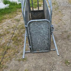 Calf De-horning crate