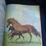 Album of Horses" by Marguerite Henry Image 7
