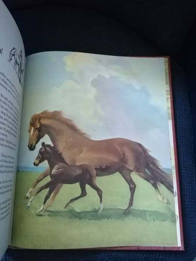 Album of Horses" by Marguerite Henry