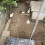 call ducklings and silkie chicks Image 5