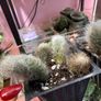 Monkey Tail Cactus Image 4