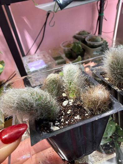 Monkey Tail Cactus