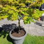 Maple Tree Image 4