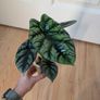 alicasia dragon scale young plant Image 2