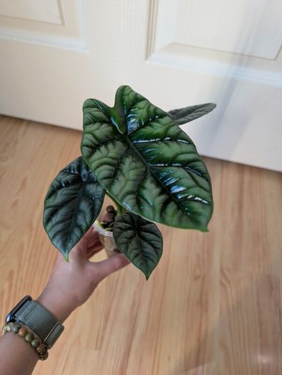 alicasia dragon scale young plant
