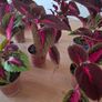 Coleus House Plants Image 4