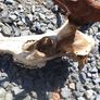 red stag Image 5
