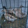 Welsh harlequins ducks & Embden geese for sale 20 Image 2