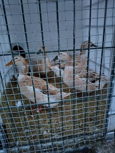 Welsh harlequins ducks & Embden geese for sale 20