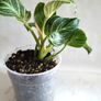 Philodendron - Birkin Image 2