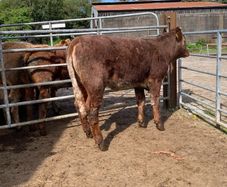 4 star shorthorn heifer