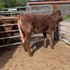 4 star shorthorn heifer