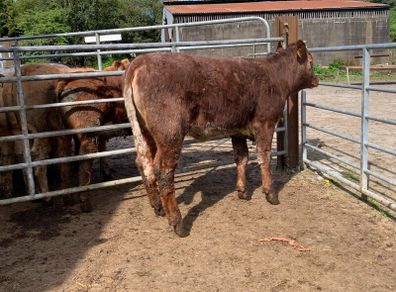 4 star shorthorn heifer