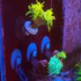 Single Hole Euphyllia Coral Holder (Tilted) Image 5